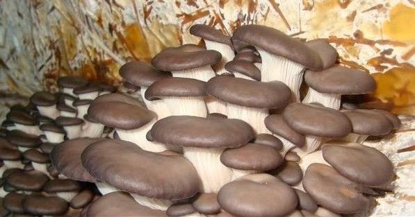 Грибы вешенка - 0
