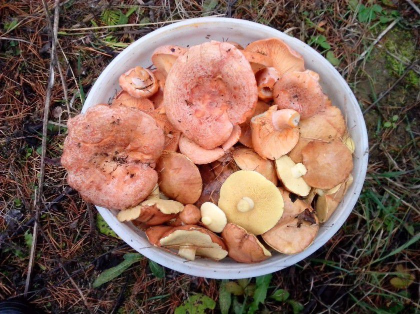 Грибы (рыжики, маслята) - 0