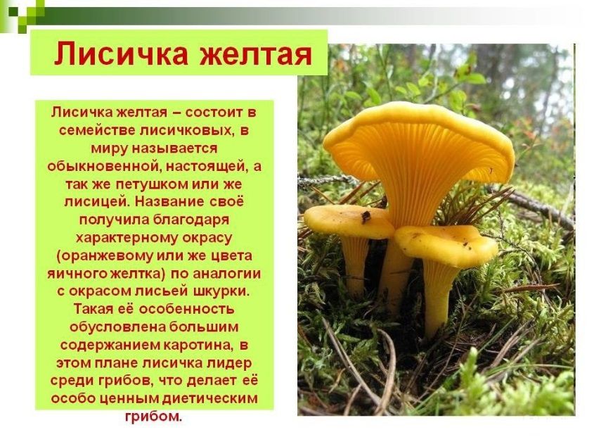 Приму заказы на сбор грибов лисичек - 0