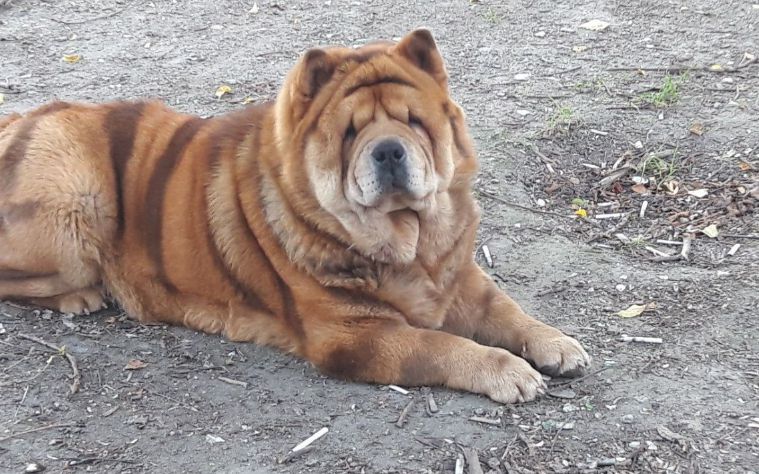 Стрижка кошек и собак без наркоза - 0