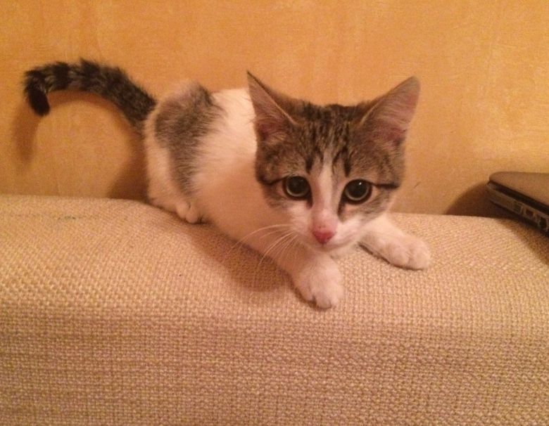 Кошечка - 0
