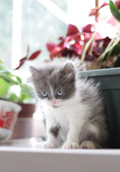 Котёнок - 0
