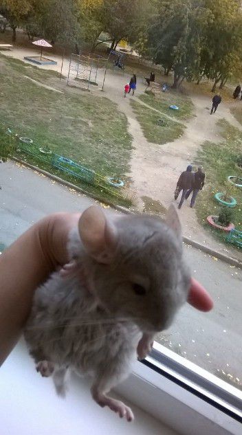 Шиншилята ##людилюдям - 0