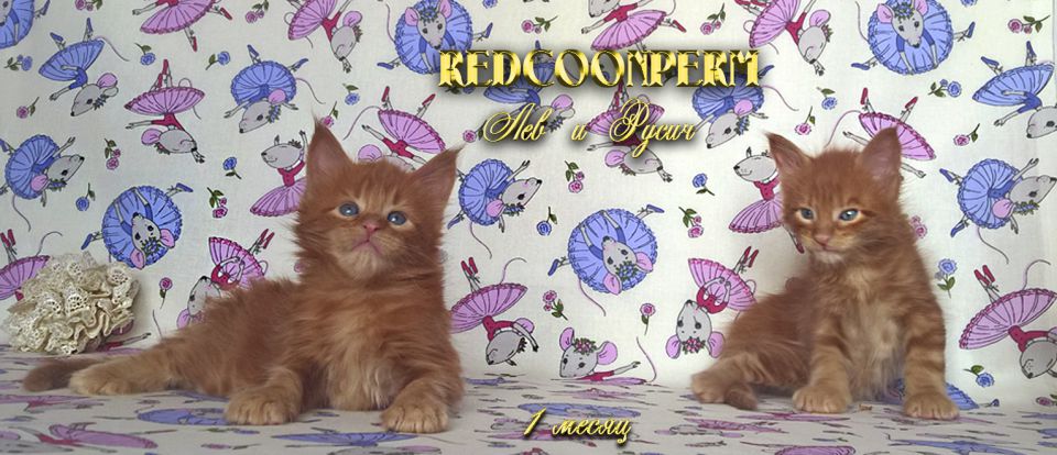 Котёнок мейн кун красный. Шоу класс. Из питомника - 0