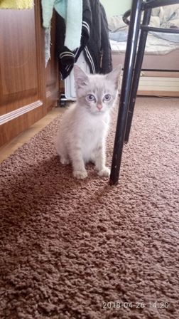Две кошечки и один котик метисы - 0
