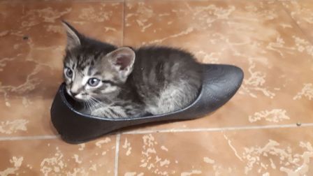 Полупородистые котята - 0
