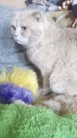 Кот на вязку - 0