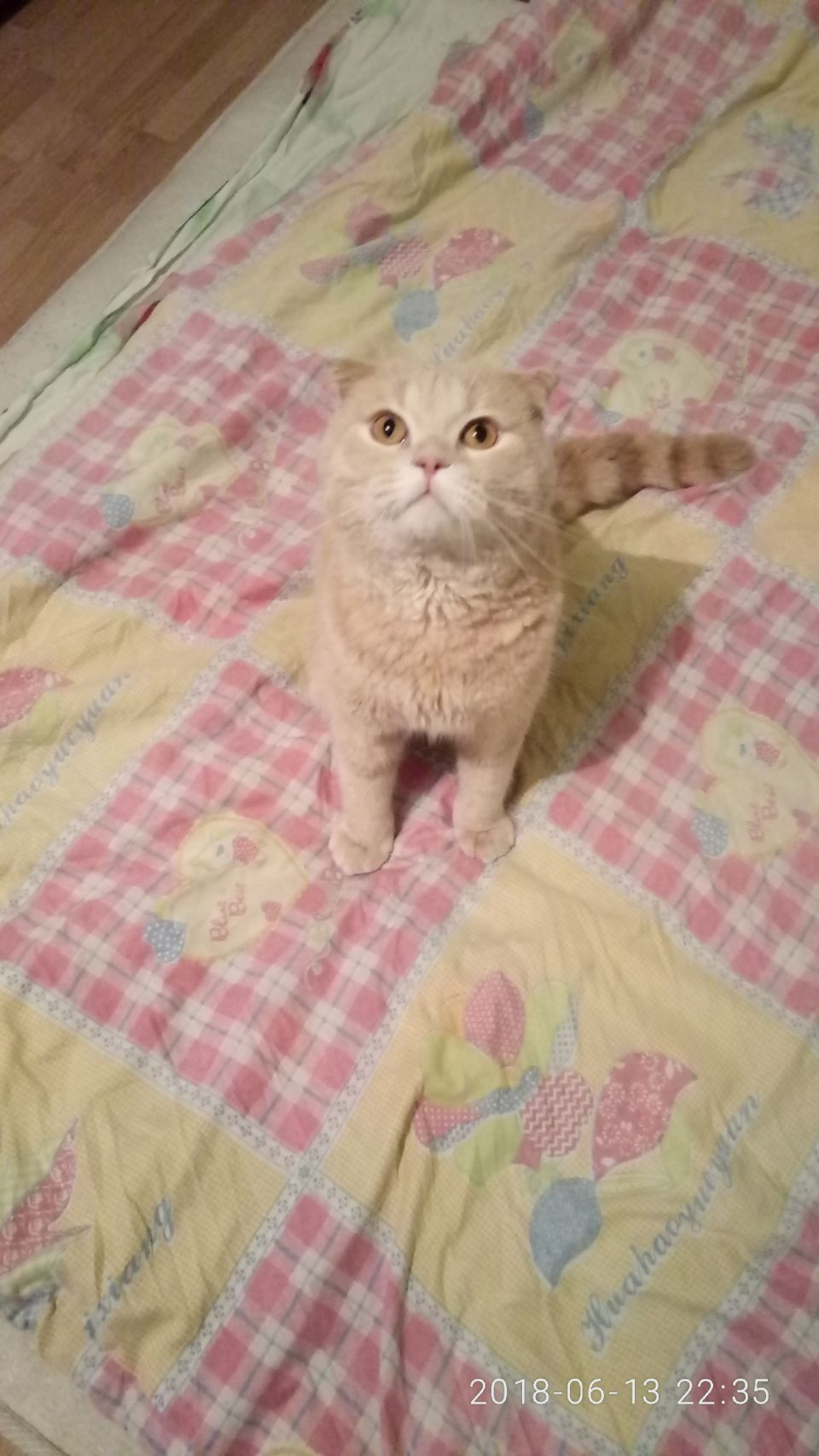 Кот на вязку - 0