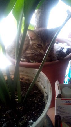 Разноцветные котятки - 0