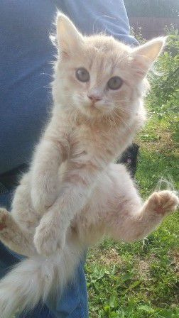 Шикарные котятки - 0