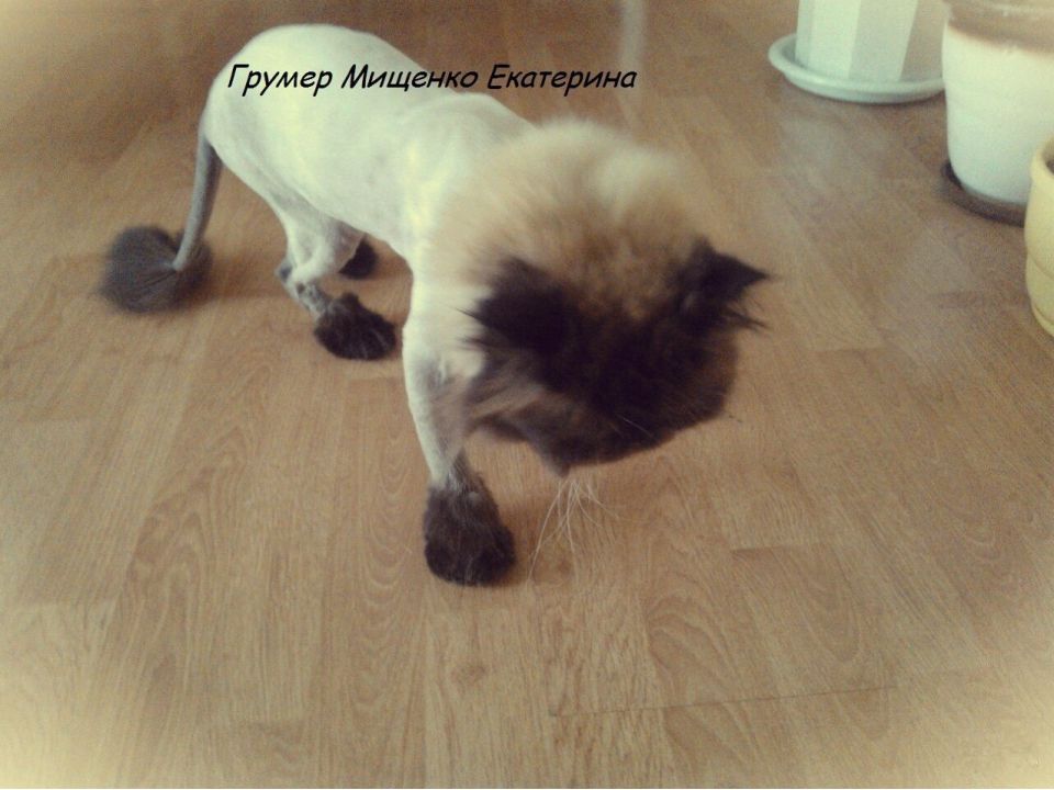 Стрижка кошек - 0
