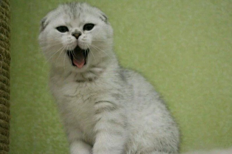 Скоттиш-Фолд вязка - 0
