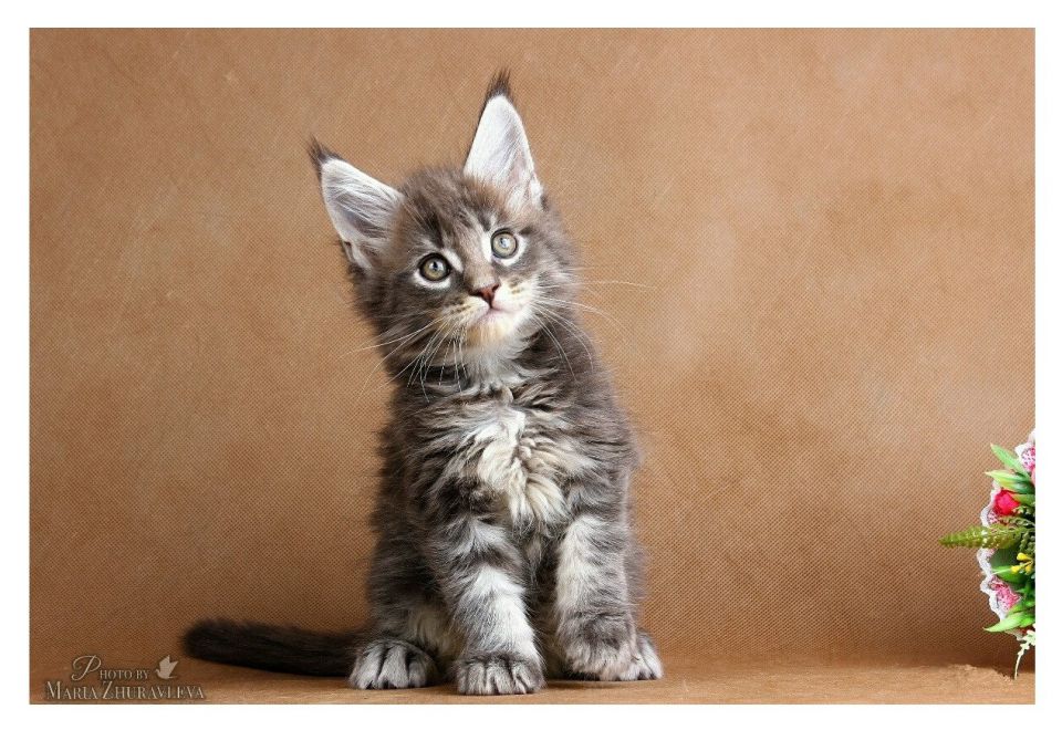 Шикарный котик мейн кун - 0