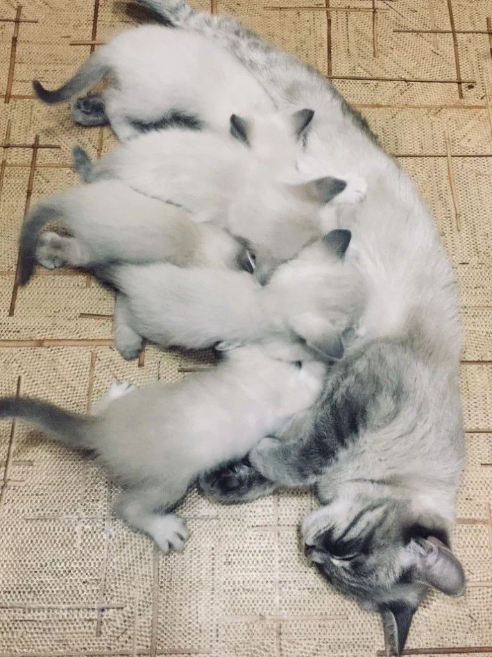 Тайские котята - 0