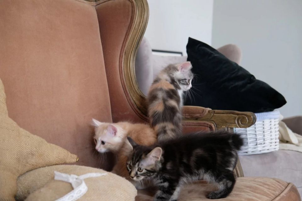 Короткохвостый котёнок породы