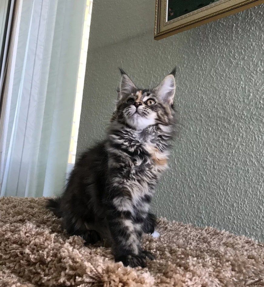 Котенок кошечка Мейн Кун - 0