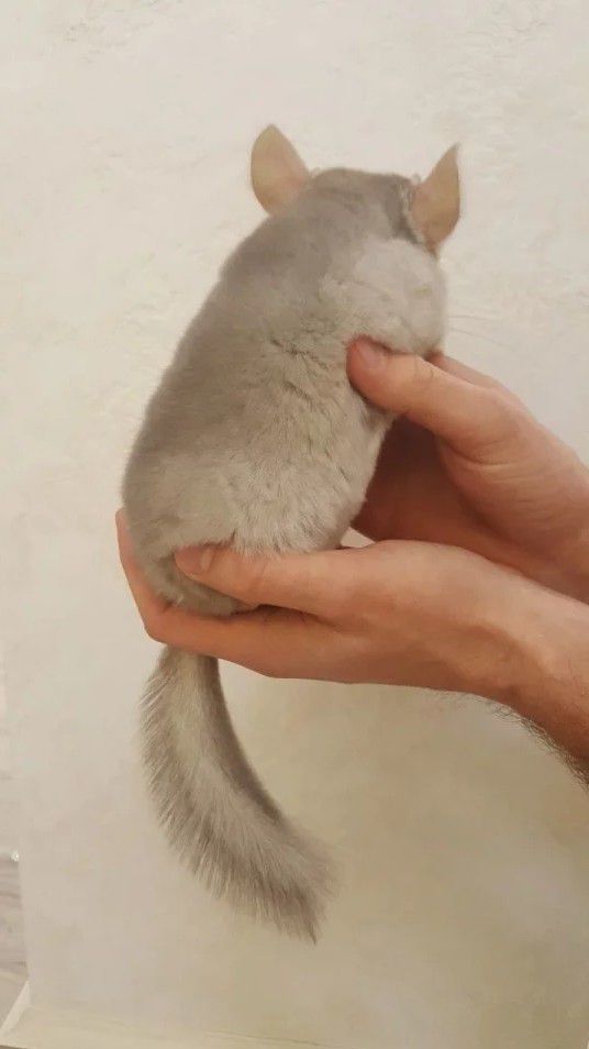 Шиншиллы - 0