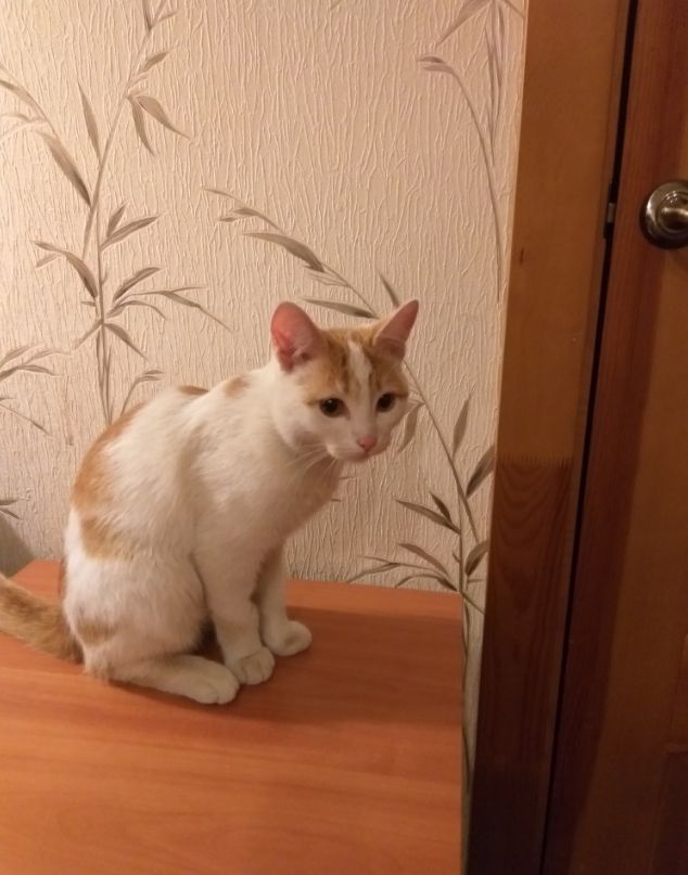 Найден котенок - 0