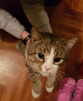 Найден кот - 0