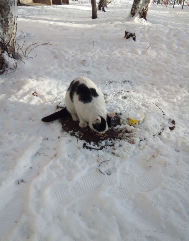 Найден кот - 0