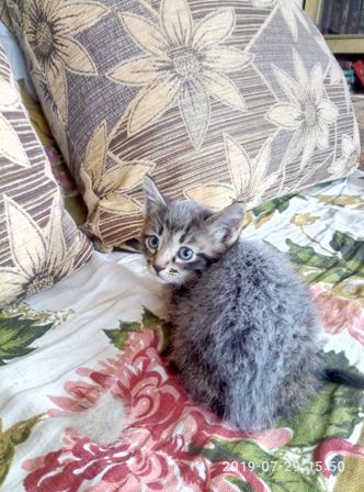 Котята - 0