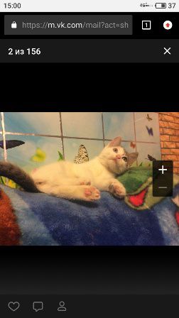 Котёнок для добрых людей - 0