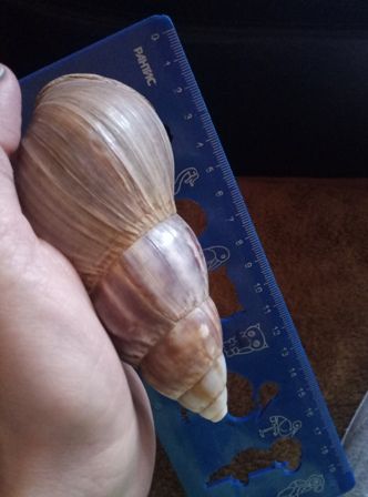 Улитки Achatina fulikaУлитки Achatina fulika 6 мес. стандар - 0