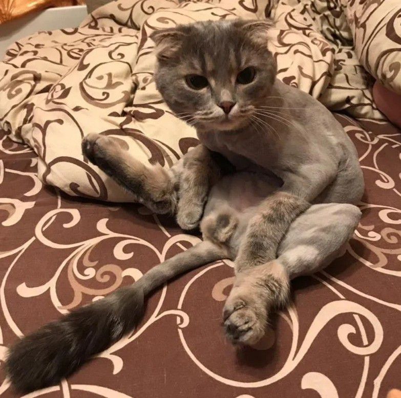 Стрижка котов. Тримминг собак. Р-н виз. - 0