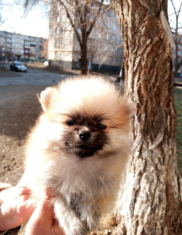 Милые щенки - 0