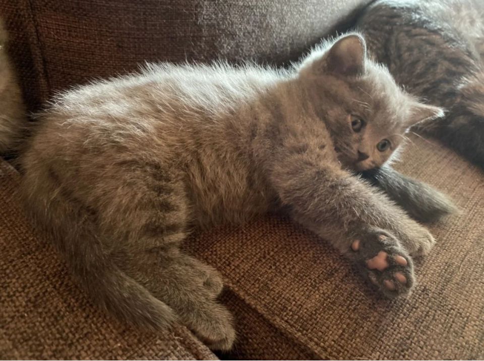 Котёнок шотландский - 0