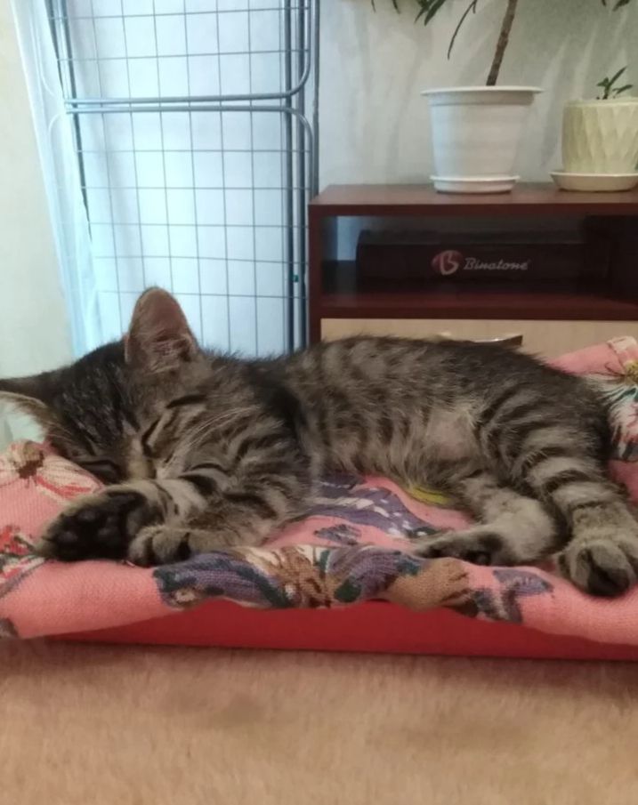 Котёнок - девочка - 0