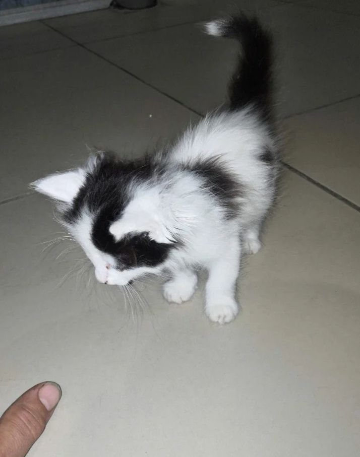 Котята симпотяшки - 0
