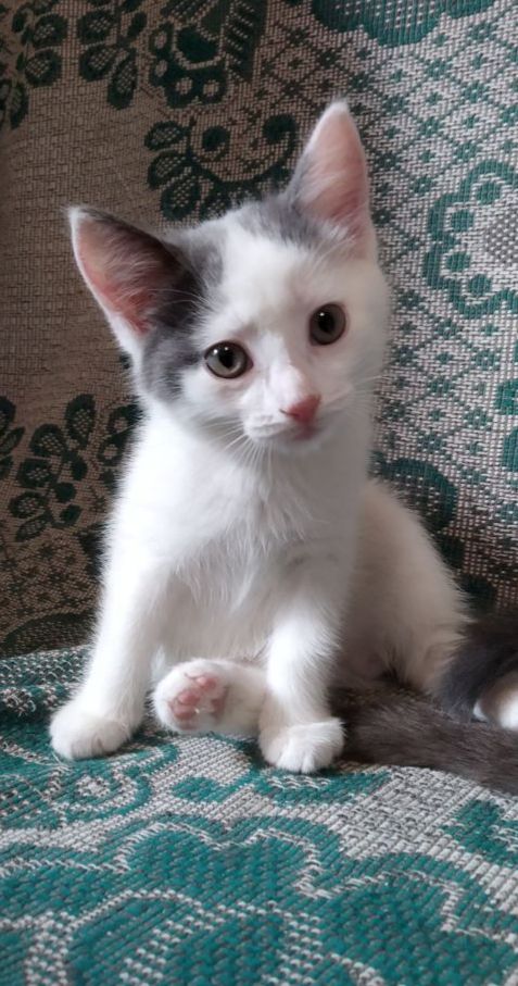 Котенок мальчик - 0