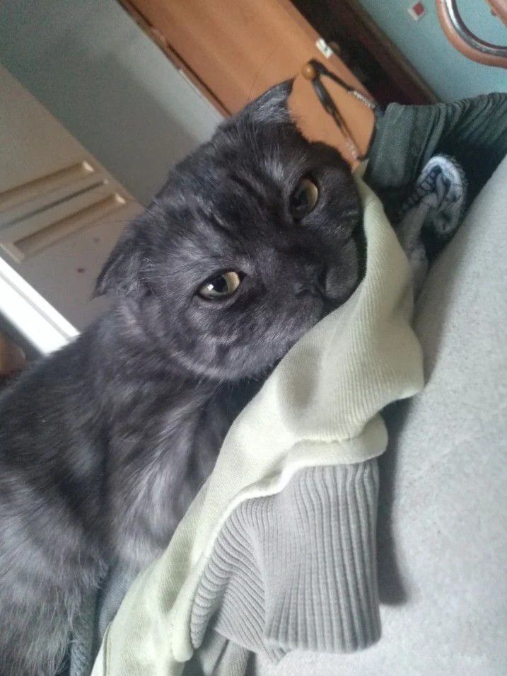 Кот - 0