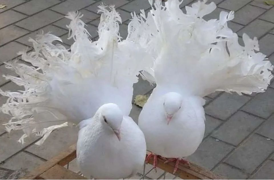 Белые голуби - 0