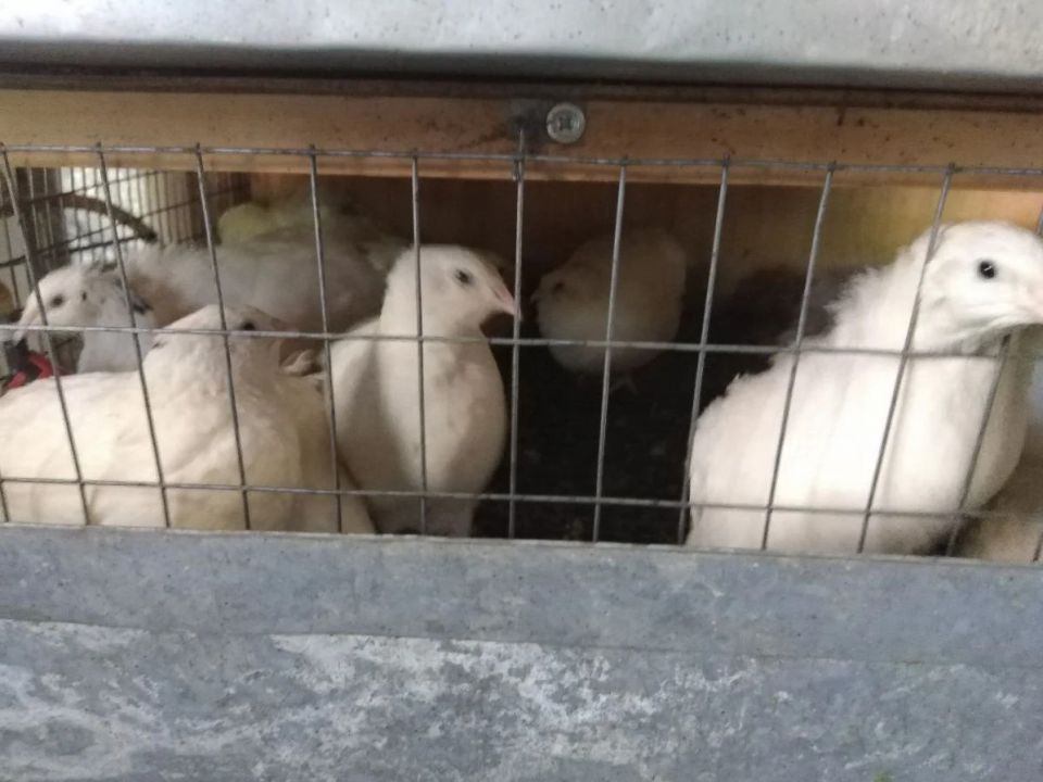 Яйцо инкубационное - 0