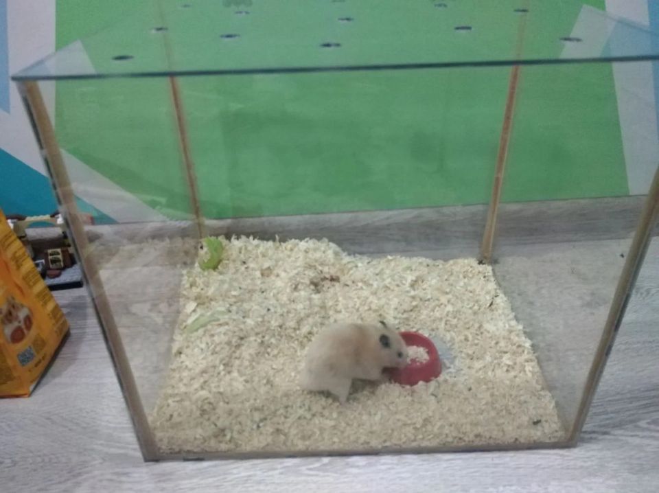 Хомяк с клеткой - 0