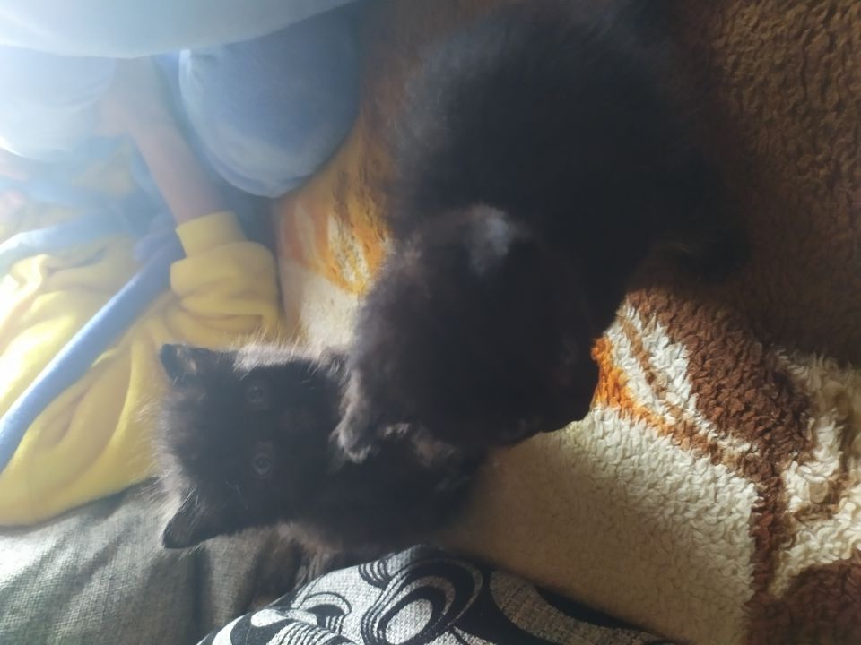 Котёнок симпатяшка - 0